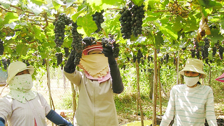 Cultivo de uvas en Ninh Thuan para el desarrollo sostenible